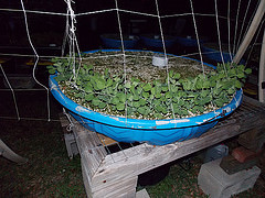 Growing Sugar peas using Food and Drain Method