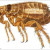 cat flea cat flea