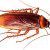 cockroach cockroach