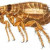 dog flea dog flea