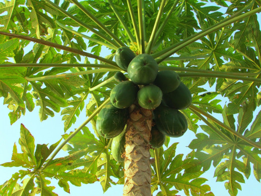 Papayas have high nutritional value