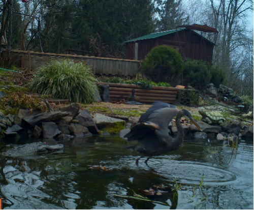 Pond Predators