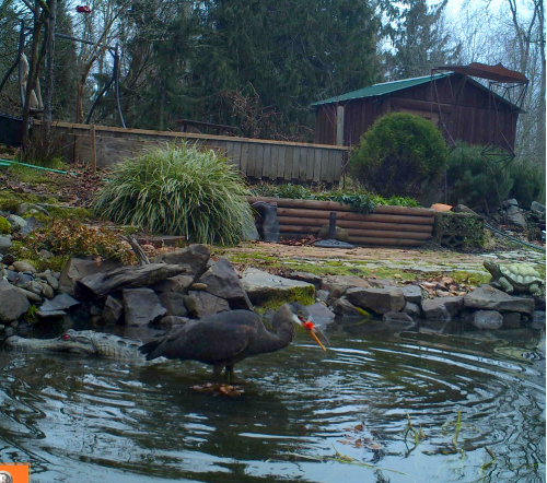 Pond Predators