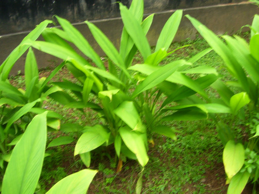 The turmeric plant, which is the source of the spice and the isolated curcuminoid extracts.