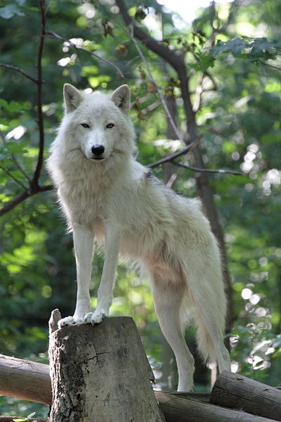 The wolf is a sacred totem for many cultures around the world.