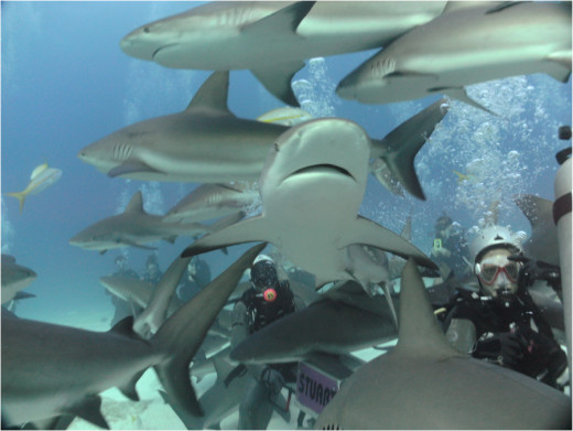 Shark feeding frenzy