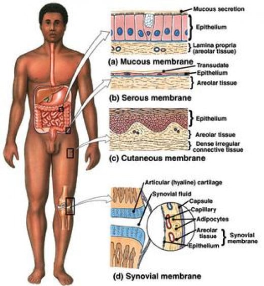 identify the locations of the major body fluid compartments