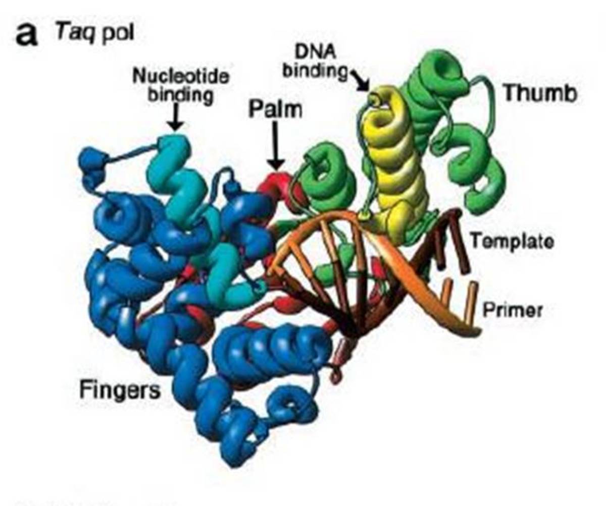 What Is Polymerase Chain Reaction