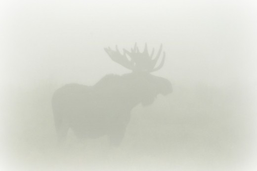 Bull moose in the mist