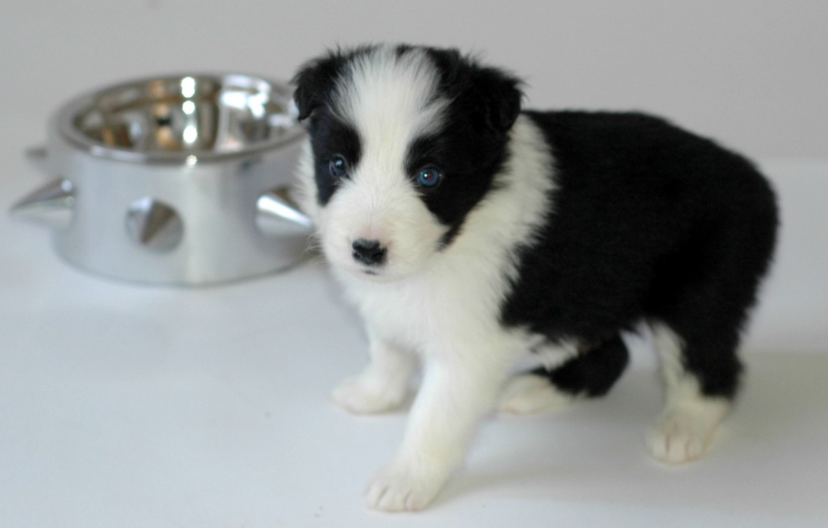 Pictures of Puppies 45 Free Cute Border Collie Puppy