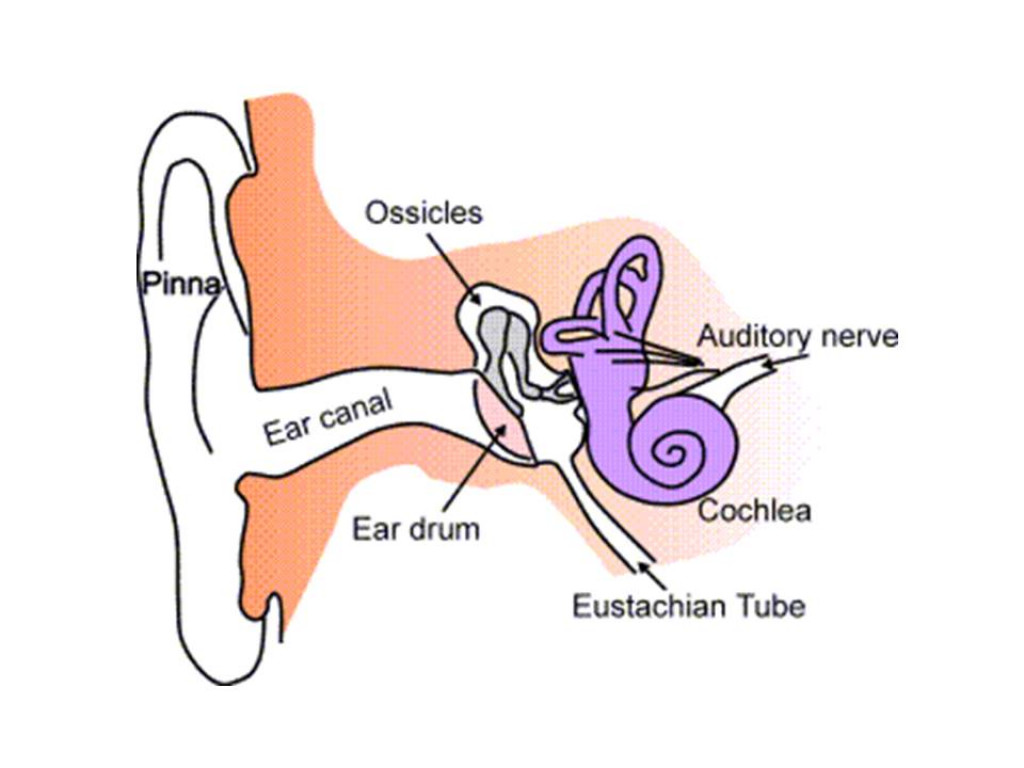 Ear Health Ear Tubes HubPages