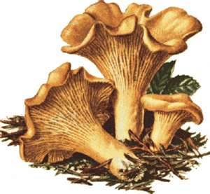 Chantarelles - edible