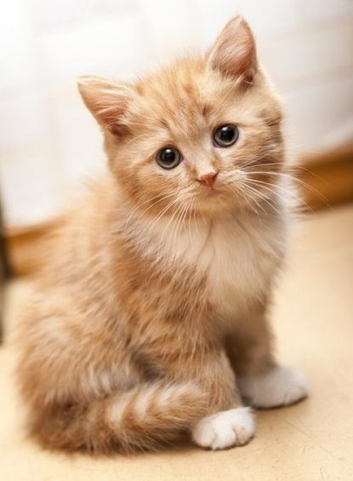How to Decode Your Cat's Behavior How to Decode Your Cat's Behavior