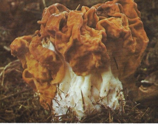 Helvella - edible