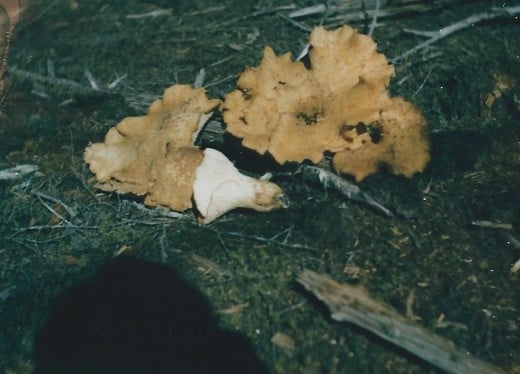 Chantarelles - edible