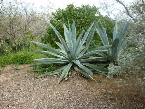 Six Foot Cactus - Harlingen, Texas