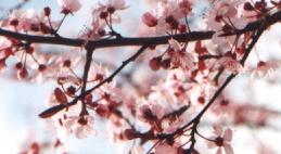 Plum Blossoms symbolize perserverence and reliability.