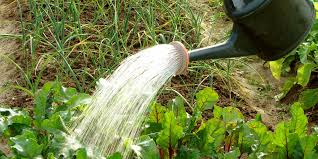 Watering the garden 