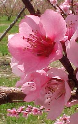 Peach blossoms symbolize growth, prosperity, long life and romance