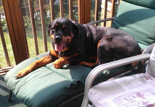 Meet Bea!  She is my 9-year-old female Rottweiler rescued 5 years ago. 