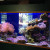 Beautifully displayed healthy coral polyps. Beautifully displayed healthy coral polyps.