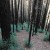 This is an example of new growth after forest fires. This is an example of new growth after forest fires.