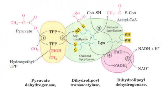 Some of the Most Important NAD+ Linked Dehydrogenase Enzymes of The ...