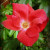 Red Rose Red Rose