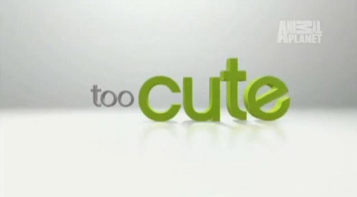 Title Card for the "Too Cute" series.