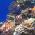 Life within the corals beneath the ocean. Life within the corals beneath the ocean.