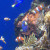 The (Clown Anemone Fish) and the (Pacific Regal Blue Tang) The (Clown Anemone Fish) and the (Pacific Regal Blue Tang)