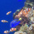 The Pacific Regal Blue Tang. The Pacific Regal Blue Tang.