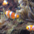 The Clown Anemone Fish. (upclose) swimming among the Tentacle Sea Anemone. The Clown Anemone Fish. (upclose) swimming among the Tentacle Sea Anemone.