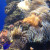 The Tentacle Sea Anemone as is. The Tentacle Sea Anemone as is.