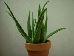 Aloe Vera Healing Properties:  Are They For Real?