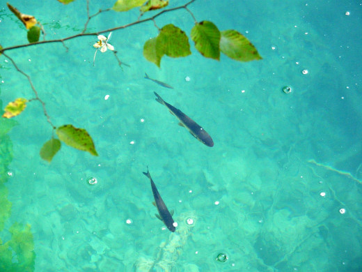 Sight is still one of the main senses fish use when feeding so when in clear water the lighter the line you use generally results in more bites. You can generally use heavier line when the water is murky as the fish can't see the line as well.