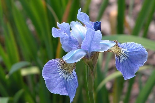 The blue flag iris, one of our lovely native irises, makes a great choice for rain gardeners in much of the Midwest and East Coast. Photo by D.Fletcher.