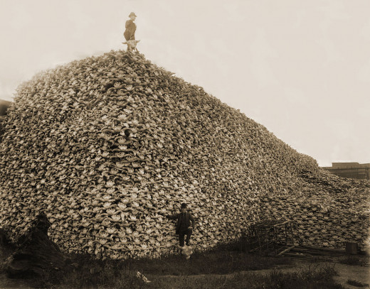 This pile of buffalo bones was ground up for fertilizer in the 1870s