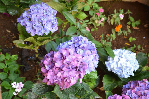 Colorful flowers surrounding the church 