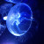 The Moon Jelly...seen here giving off a ghostly blue translucent effect. The Moon Jelly...seen here giving off a ghostly blue translucent effect.