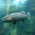 Here you will see some of the hunters of the reef in this display, starting with the Giant Grouper. Here you will see some of the hunters of the reef in this display, starting with the Giant Grouper.