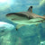 The Blacktip Reef Shark ! The Blacktip Reef Shark !