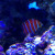 Another Peppermint fish within the protection of corals. Another Peppermint fish within the protection of corals.