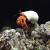 Hermit crab walking on some coral. Hermit crab walking on some coral.
