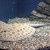 The Ocellated River Stingray The Ocellated River Stingray