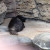 The Hawaiian Monk Seal ~ also referred to as `Ilio holo I ka uaua, which means, "dog that runs in rough water." The Hawaiian Monk Seal ~ also referred to as `Ilio holo I ka uaua, which means, "dog that runs in rough water."
