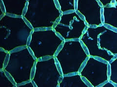 Water Net under a microscope