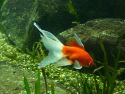 Goldfish are not good tankmates for Betta fish for many reasons. 