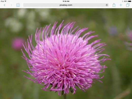 The small black seed that comes from the head of the thistle plant, is a popular wild bird of Goldfinches and Pine Siskins
