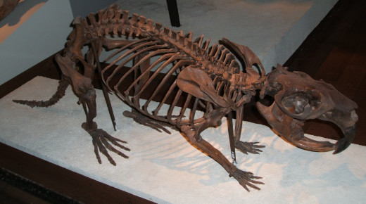 Castoroides was a giant (up to 7 feet long & 275 pounds) North American beaver that went extinct about 10,000 years ago.